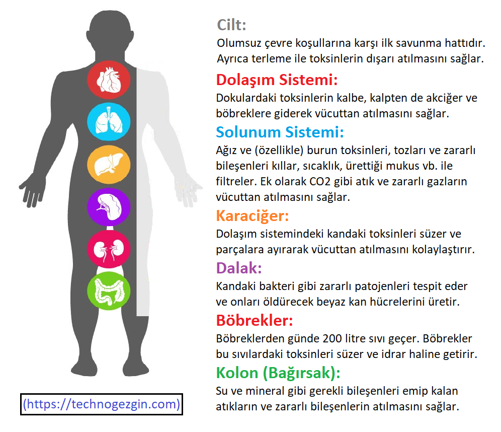Görsel: Canlı Vücutlarının Doğal Detoksifikasyon Mekanizması