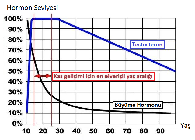 Grafik: Kas Gelişimi İle Testosteron, Büyüme Hormonu ve Yaş Arasındaki İlişki